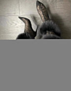 Foxx Boot